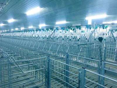 171天，見證希望速度 嘉祥7500頭母豬場項目順利竣工